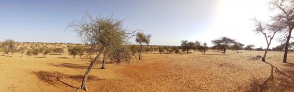 Zone sylvopastorale en saison sèche dans le Ferlo, Sénégal. © S. Taugourdau, Cirad