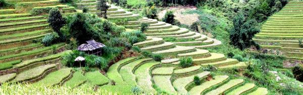 Rizières en terrasses du nord Vietnam © P. Girard, Cirad
