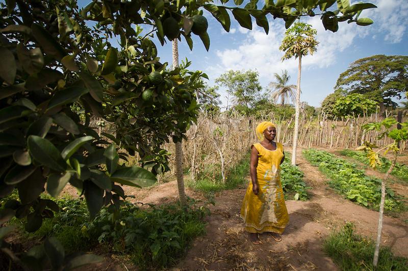 Une maraîchère de Casamance au Sénégal, dans sa parcelle horticole combinant des arbres fruitiers (agrumes, mangue, papaye) et des cultures maraîchères (oignons, choux, aubergines africaines, etc.). Ce type de système utilise l'eau de manière efficace : chaque goutte d'eau d'irrigation non utilisée par les cultures nourrit les racines des arbres