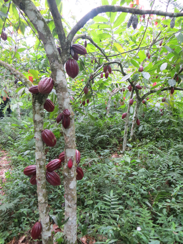 Cacaoyer en Afrique centrale. © Cirad, V. Pagani