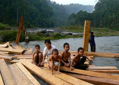 Des madriers en bois de damar extraits des agroforêts sont descendus par flottage puis transportés par camion vers les scieries, Indonésie. (© H. De Foresta/Cirad)