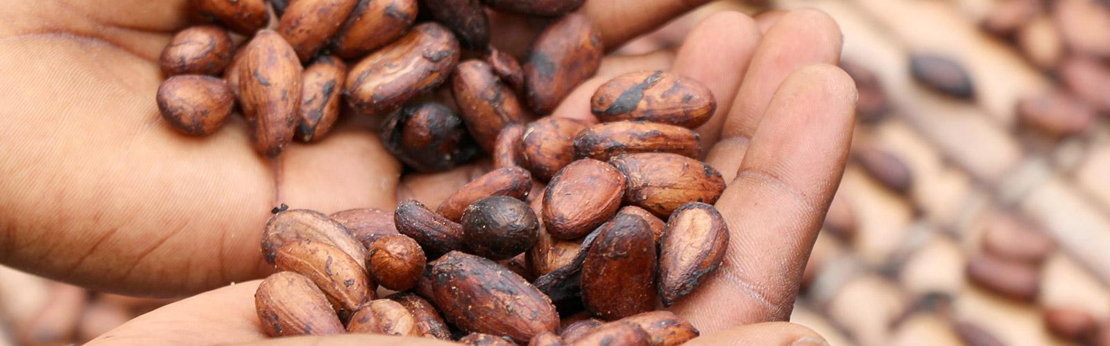 Fèves de cacao, Cameroun © E. Fidele, Unsplash