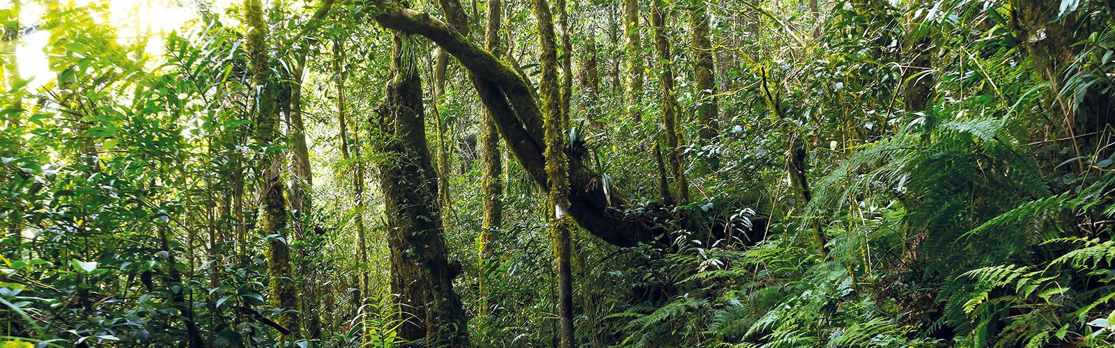 Forêt humide naturelle, parc Kinabalu, Malaisie.  © Mrfiza, Adobe Stock